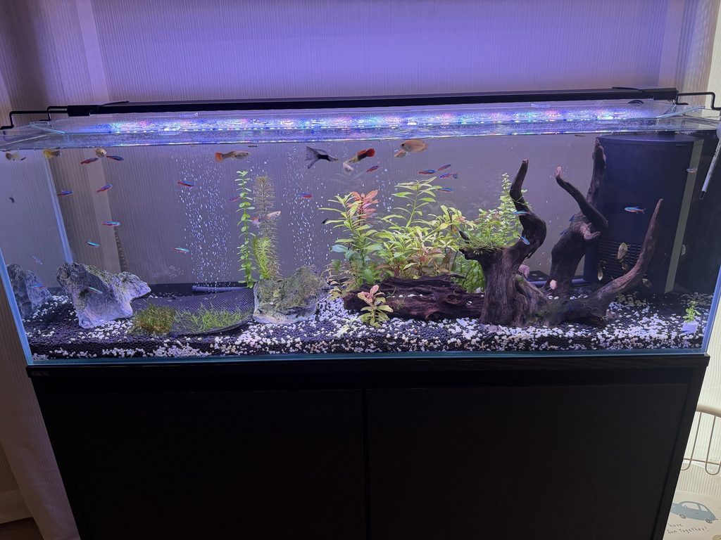 60cm水槽からサイズアップした90cm水槽の実際のレイアウト