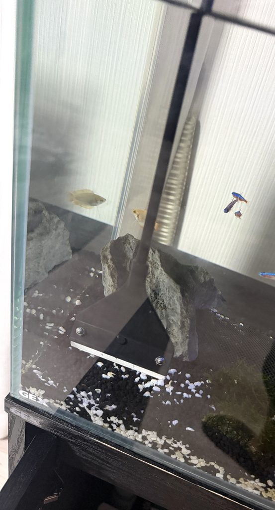0cm水槽のガラス面を掃除している様子