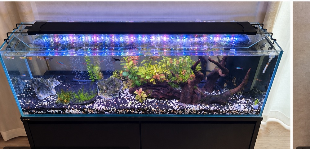 GEXグラステリアサイレント900スリムを上から見た水草と流木のレイアウト
