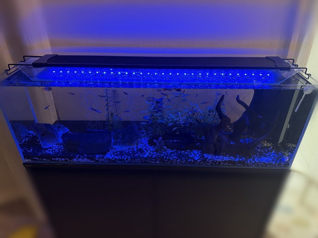 AQQA水槽ライトの青色照明で照らした90cm水槽