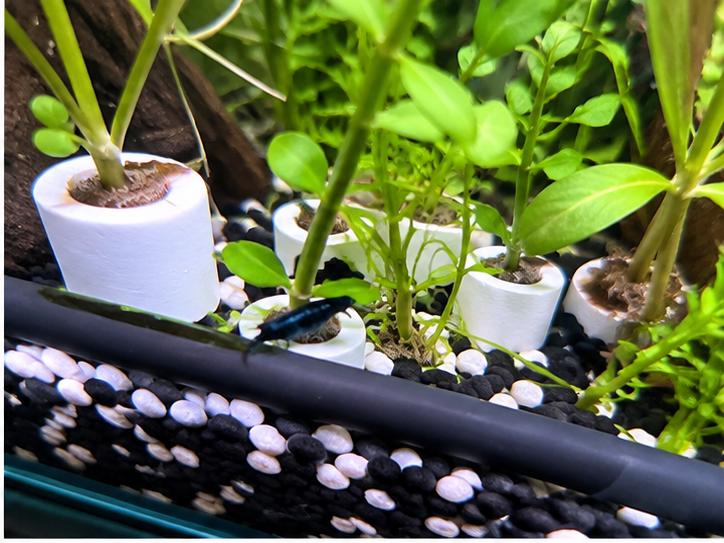 水草をおもりリングとスポンジで固定して水槽内に置いた様子
